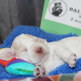 Lagotto Romagnolo Puppies from Royal and Loyal Lagotto Romagnolo