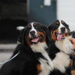 Bernese Mountain Dog Puppies from Bernese Beauties