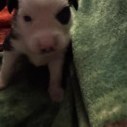 Cotton - Black tri male Miniature Australian Shepherd puppy in Rensselaer, Indiana from Geri's Dogs