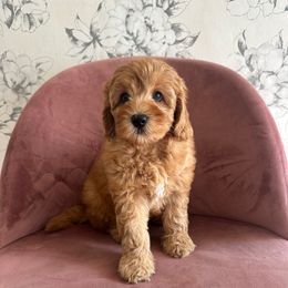 Cilantro - Red male Australian Labradoodle puppy in Mendon, Massachusetts from New England Labradoodles