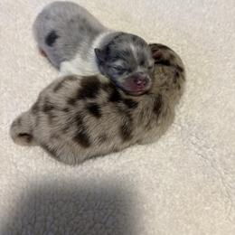 Pomeranian Puppies from 918 Pomeranians