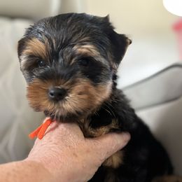 Orange Collar - Black and tan male Yorkshire Terrier puppy in Belfair, Washington from Devoted Doxies, Lorraine’s Yorkies