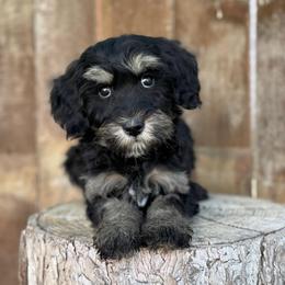 Texas (Red) - Phantom male Goldendoodle puppy in Twin Falls, Idaho from Magic Valley Family Doodles