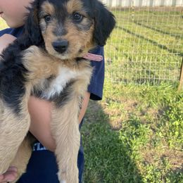 Bordoodle Puppies from The Weekend Farm