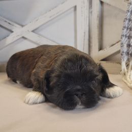 Liberty - Red female Shih Tzu puppy in Mattawan, Michigan from Country Blessed Shih Tzus