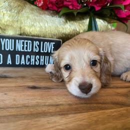 Reese's - Cream female Dachshund puppy in Perryville, Maryland from Heavenly Heritage Dachshunds and Doods