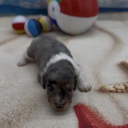 Black and Cream Dapple Piebald Smooth Male - Dapple male Dachshund puppy in Killeen, Texas from Southern Dachshunds