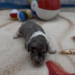 Black and Cream Dapple Piebald Smooth Male - Dapple male Dachshund puppy in Killeen, Texas from Southern Dachshunds