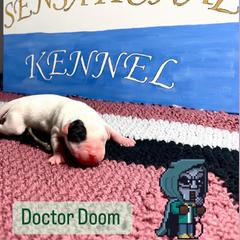 Dogo Argentino Puppies from Savs_sk9