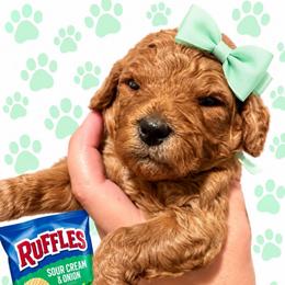 Ruffles - Red  female Goldendoodle puppy in Coats, North Carolina from TH.EM Doodles