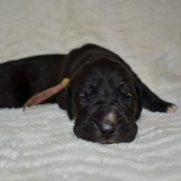 Penelope - Black and white female Great Dane puppy in Chapmansboro, Tennessee from Balthrop Bend Farms
