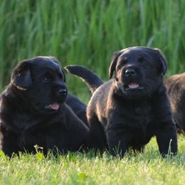 Labrador Retriever puppies from Cache Creek Labradors