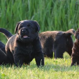 Labrador Retriever puppies from Cache Creek Labradors