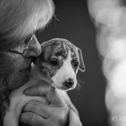 Whippet Puppies from Winstar Whippets