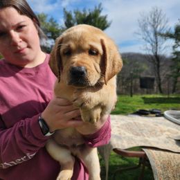 Labrador Retriever Puppies from Wag More English Labradors