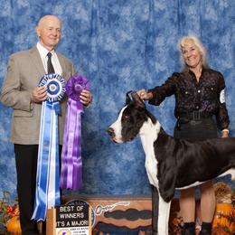 Cowboy - Great Dane