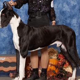 Cowboy - Great Dane