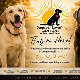 Pink- Silver Female - Silver female Dilute Retriever puppy in Marion, Illinois from Summer Lovin’ Labradors of Southern Illinois