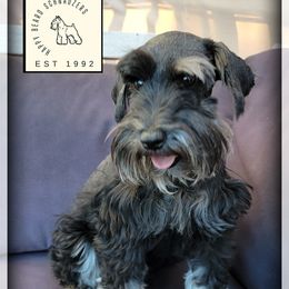 Happy - Miniature Schnauzer