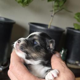 Vince - Black and white male Pomsky puppy in Elgin, Oregon from Kenna'z Kuddly Pomskiez