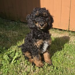 Boy 3 Darius - Phantom male Poodle puppy in Vancouver, Washington from Doo a Little Doodle