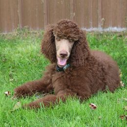 Poodle Puppies from RK'S Pets