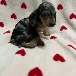Penny - Dapple female Dachshund puppy in Springfield, Tennessee from Savannah’s Doxie Palace