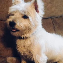 Lucy - West Highland White Terrier