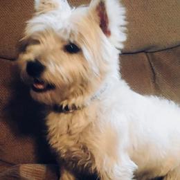Lucy - West Highland White Terrier