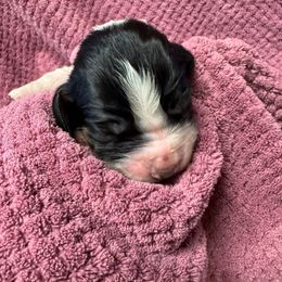 Gale - Black white and tan female English Springer Spaniel puppy in Bessemer, Michigan from Joyspring English Springer Spaniels