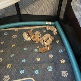 Goldendoodle Puppies from Asias NC miniature golden doodles