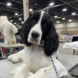 Jetter - English Springer Spaniel