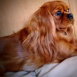 Cavalier King Charles Spaniels from McMahon's Cavalier King Charles Spaniels