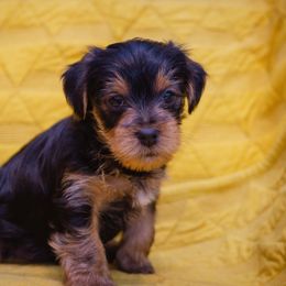 "Trey" Yorkshire Terrier Puppies from Sharon Gellerman's Yorkshire Terriers