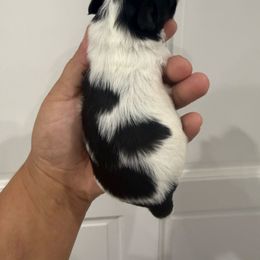 Maria - Black and white female Chihuahua puppy in Fort Myers, Florida from Gulfshore Chihuahuas