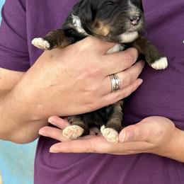 Bernedoodle, Poodle, and Soft Coated Wheaten Terrier Puppies from Whoodles of Wyoming