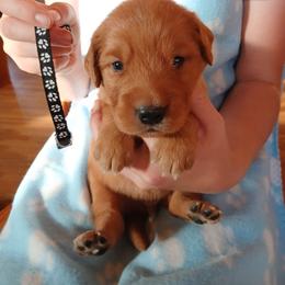 Black - Dark golden male Golden Retriever puppy in Lanesboro, Minnesota from Eagle Ridge Golden Retrievers