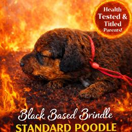 Kindle - Brindle female Poodle puppy in Troy, Alabama from Redmond Rose Kennel
