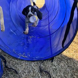 Bluetick Coonhound Puppies from The Boneyard Country Kennels