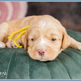 Karen - Red female Cockapoo puppy in Connersville, Indiana from Deaz Doodle Ranch