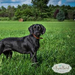 German Wirehaired Pointer and Pudelpointer All Grown Up from Ripsnorter Kennels