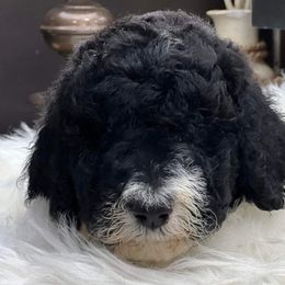 Goldendoodle and Poodle Puppies from Elizabeth Rocha's Doodles