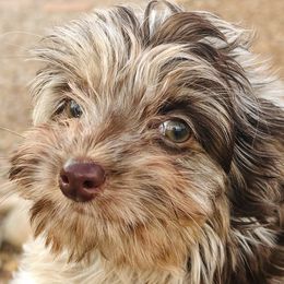Beauty - Gold sable female Havanese puppy in Arizona from HavaDoggie