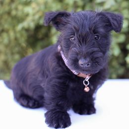 Asher - Black male Scottish Terrier puppy in Mount Joy, Pennsylvania from K&M Kennel