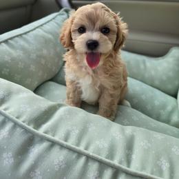 Tuby - Apricot male Maltipoo puppy in Washington from Mt.BakerPoodles&Doodles