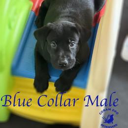 Blue Collar Male - Black male Labrador Retriever puppy in Greater Houston Area, Texas from Coram Deo Retrievers