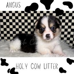 Angus - Black and tan male American Corgi puppy in Greenwood, Indiana from Witch Creek Corgis