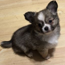 Ridge - Chocolate sabled fawn male Chihuahua puppy in Northboro, Iowa from So Sweet Chihuahuas
