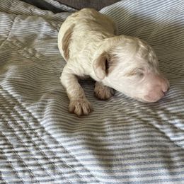 Snoopy - Parti male Poodle puppy in Gilbert, Arizona from Desert Oasis Kennels