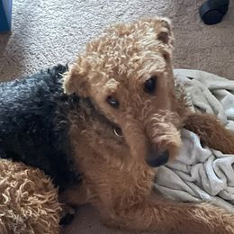 Airedale Terriers from Callahan Ranch Dogs